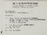 韌革菌屬藏品圖，第2張