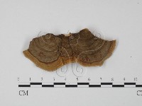 韌革菌屬藏品圖，第1張