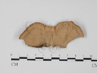 韌革菌屬藏品圖，第3張