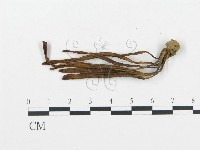 珊瑚菌屬藏品圖，第1張