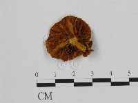 登錄號:F0007864藏品圖，第1張