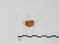 栓菌屬藏品圖，第1張