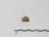 栓菌屬藏品圖，第3張