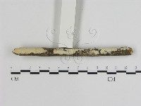 登錄號:F0007875藏品圖，第1張