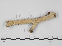 登錄號:F0007876藏品圖，第1張