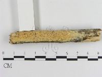 登錄號:F0007877藏品圖，第1張