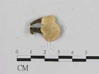 相鄰小孔菌藏品圖，第3張