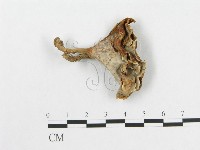 登錄號:F0007881藏品圖，第3張