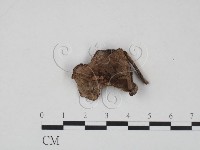 登錄號:F0007887藏品圖，第3張