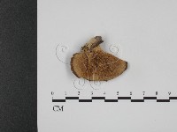 登錄號:F0007888藏品圖，第1張