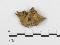 登錄號:F0007889藏品圖，第3張