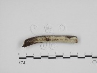 登錄號:F0007890藏品圖，第1張