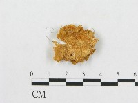 多孔菌屬藏品圖，第4張