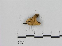 銳孔菌屬藏品圖，第3張