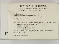 靈芝屬藏品圖，第2張