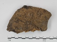 靈芝屬藏品圖，第1張