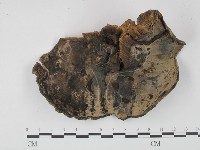 靈芝屬藏品圖，第3張