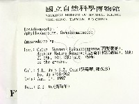 假芝屬藏品圖，第2張
