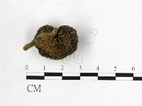 假芝屬藏品圖，第3張