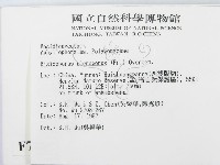 小孔硬孔菌藏品圖，第2張