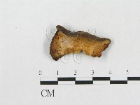 小孔硬孔菌藏品圖，第1張