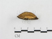 小孔硬孔菌藏品圖，第3張