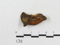 小孔硬孔菌藏品圖，第4張