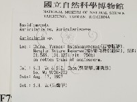 木耳屬藏品圖，第2張