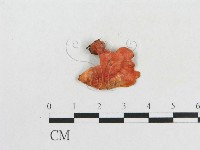 血紅密孔菌藏品圖，第3張