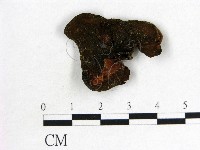 木耳屬藏品圖，第3張