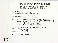 木耳屬藏品圖，第2張