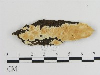 容氏菌屬藏品圖，第1張