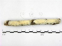 顯絲菌屬藏品圖，第1張