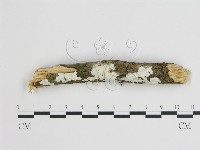 登錄號:F0007913藏品圖，第1張