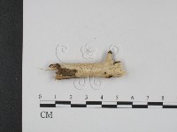 登錄號:F0007918藏品圖，第1張