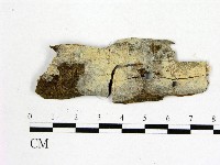 顯絲菌屬藏品圖，第1張