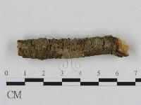 刺革菌屬藏品圖，第1張