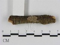 刺革菌屬藏品圖，第3張