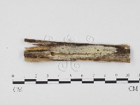 冇骨消絲齒菌藏品圖，第1張