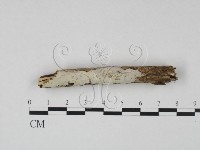登錄號:F0007937藏品圖，第1張