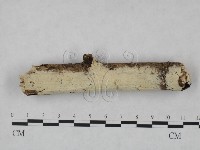 登錄號:F0007939藏品圖，第1張