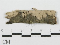 筍殼菌屬藏品圖，第1張