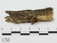 筍殼菌屬藏品圖，第3張