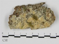 絲皮菌屬藏品圖，第1張