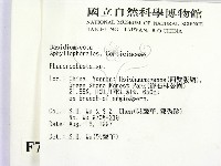 顯絲菌屬藏品圖，第2張