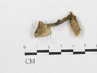 登錄號:F0007951藏品圖，第1張