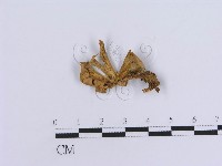 登錄號:F0007953藏品圖，第1張