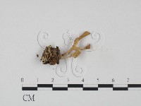 登錄號:F0007956藏品圖，第3張