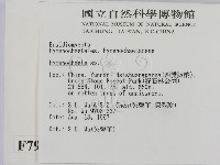 刺革菌屬藏品圖，第2張