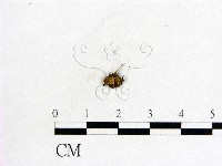 登錄號:F0007961藏品圖，第1張